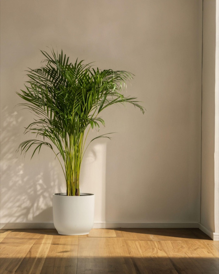 Areca palm in a white pot on a wooden floor