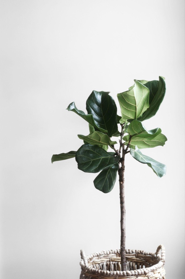 Young fiddle-leaf fig tree in a woven basket