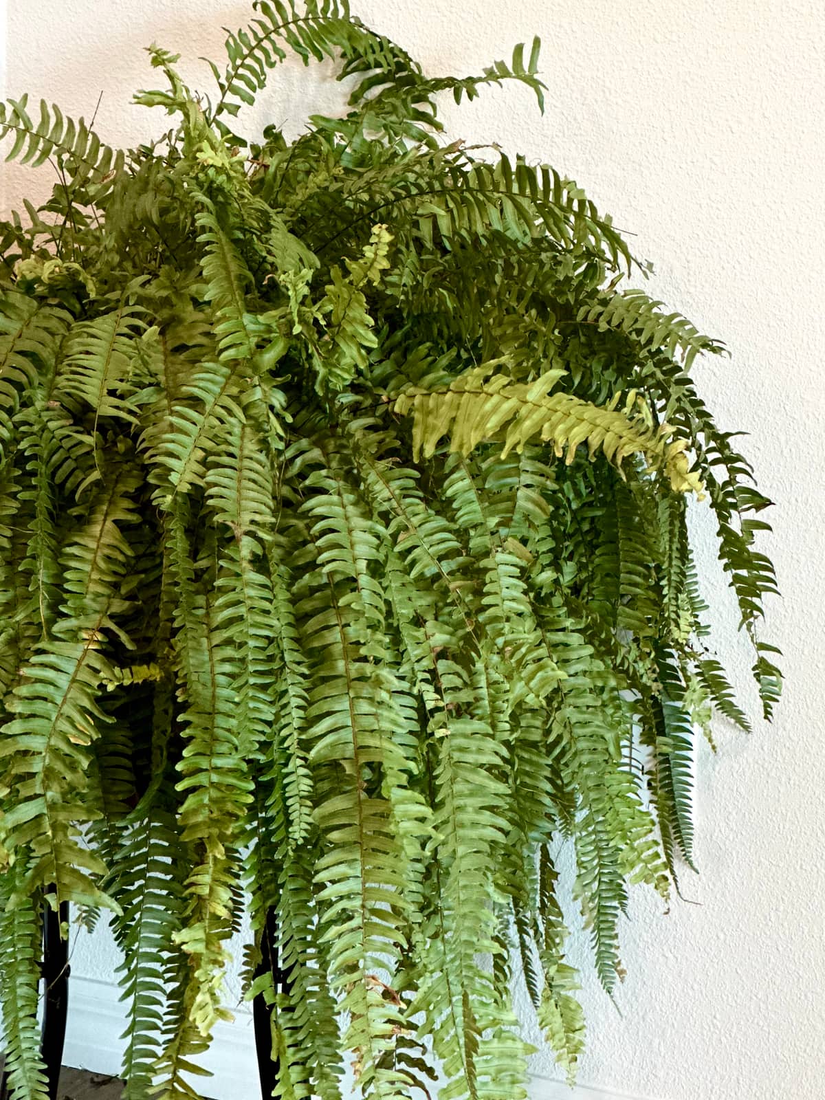 A large Boston fern in full leaf, fronds arching down against a white wall