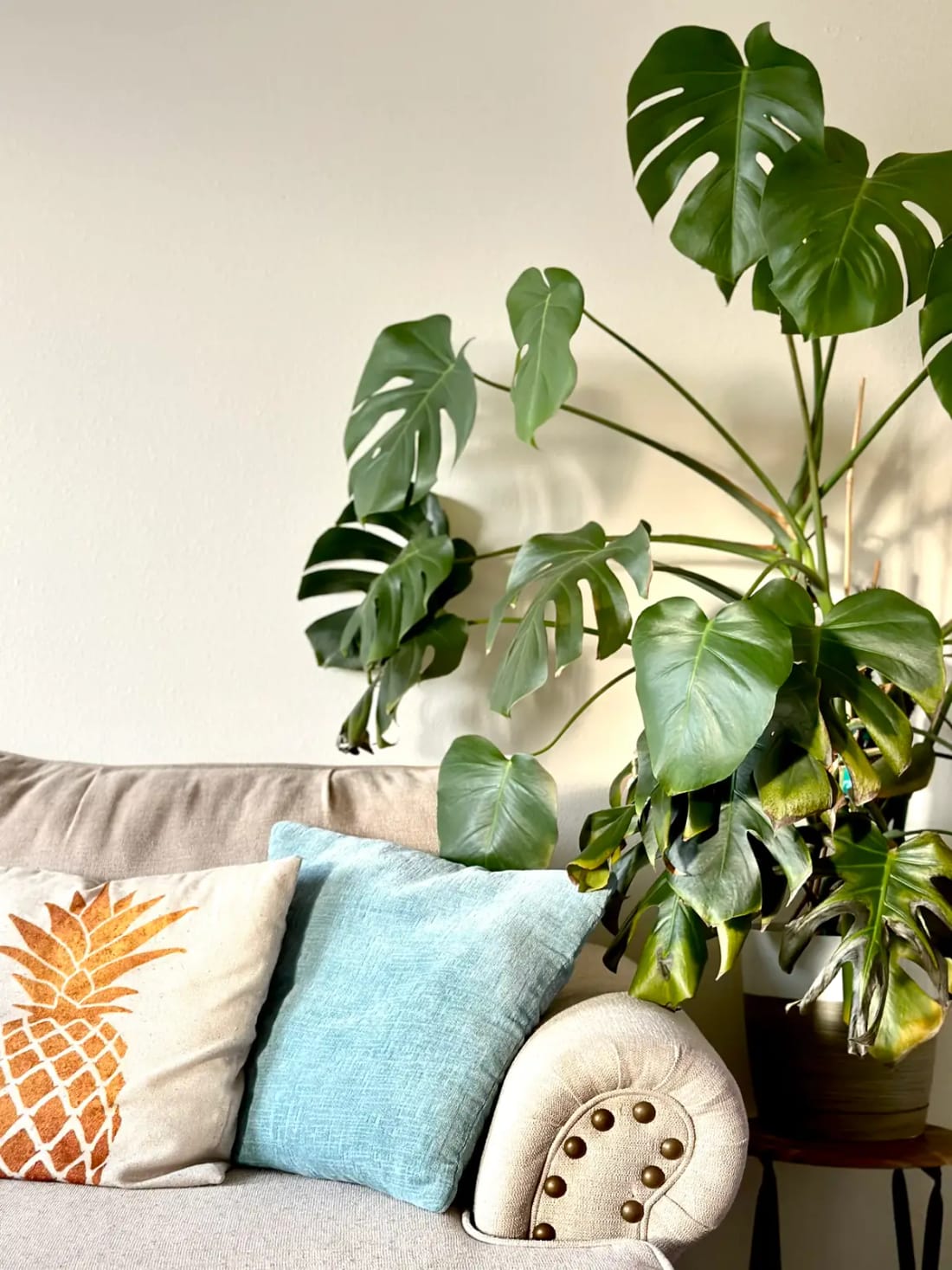 A large monstera in a bright, styled living room with rattan furniture