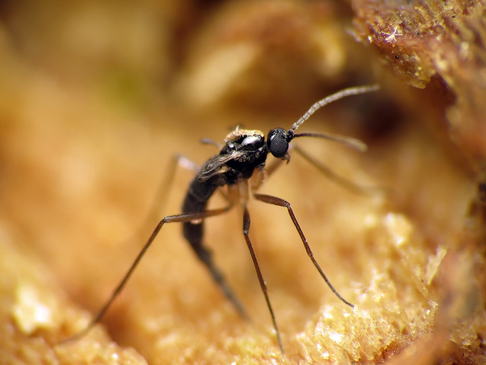A dark-winged fungus gnat, a small black long-legged fly, standing on damp brown organic matter