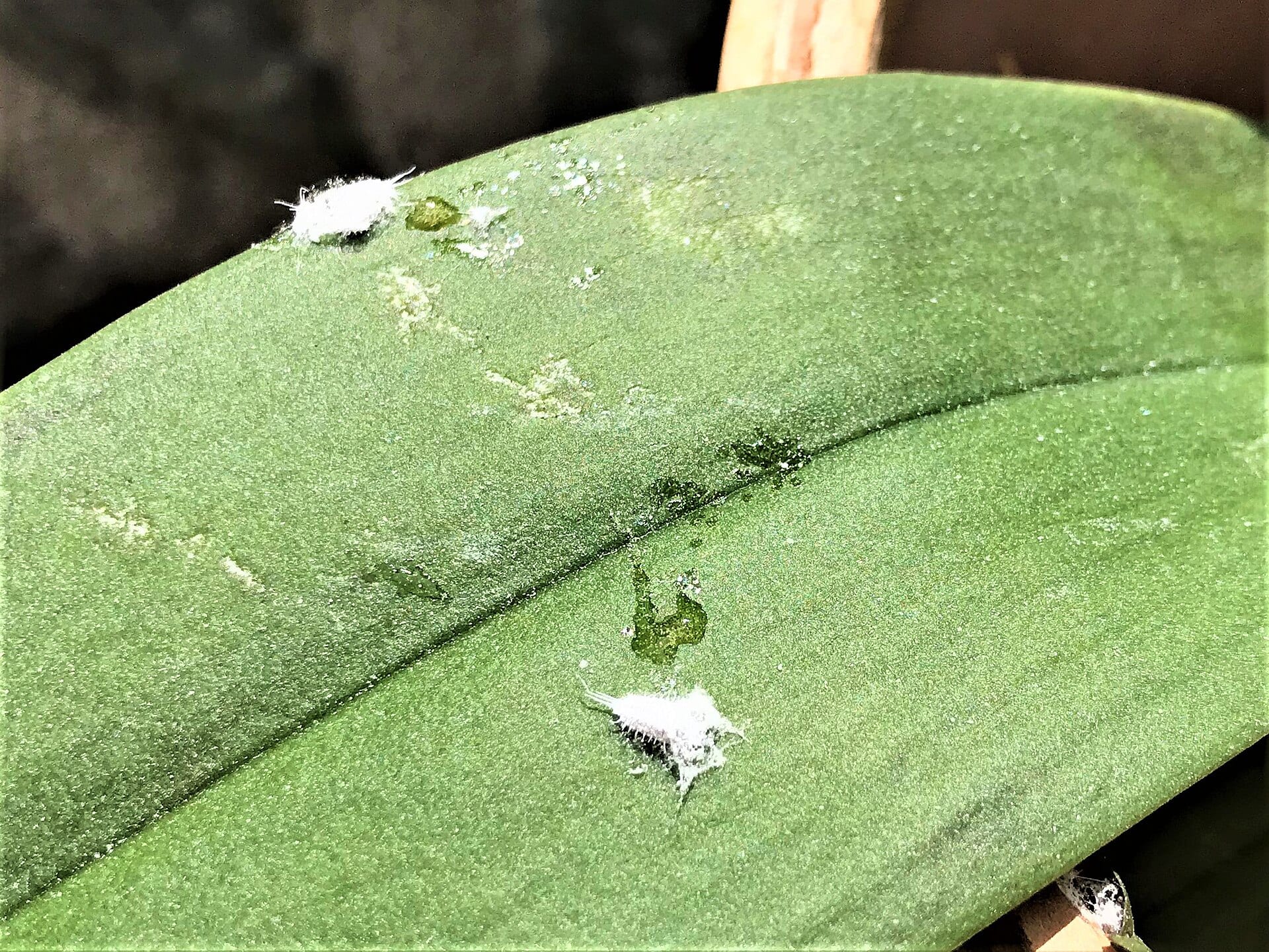 Two mealybugs on the surface of a thick green leaf, each a small white oval fringed with waxy filaments, with sticky honeydew and dark residue smeared around them