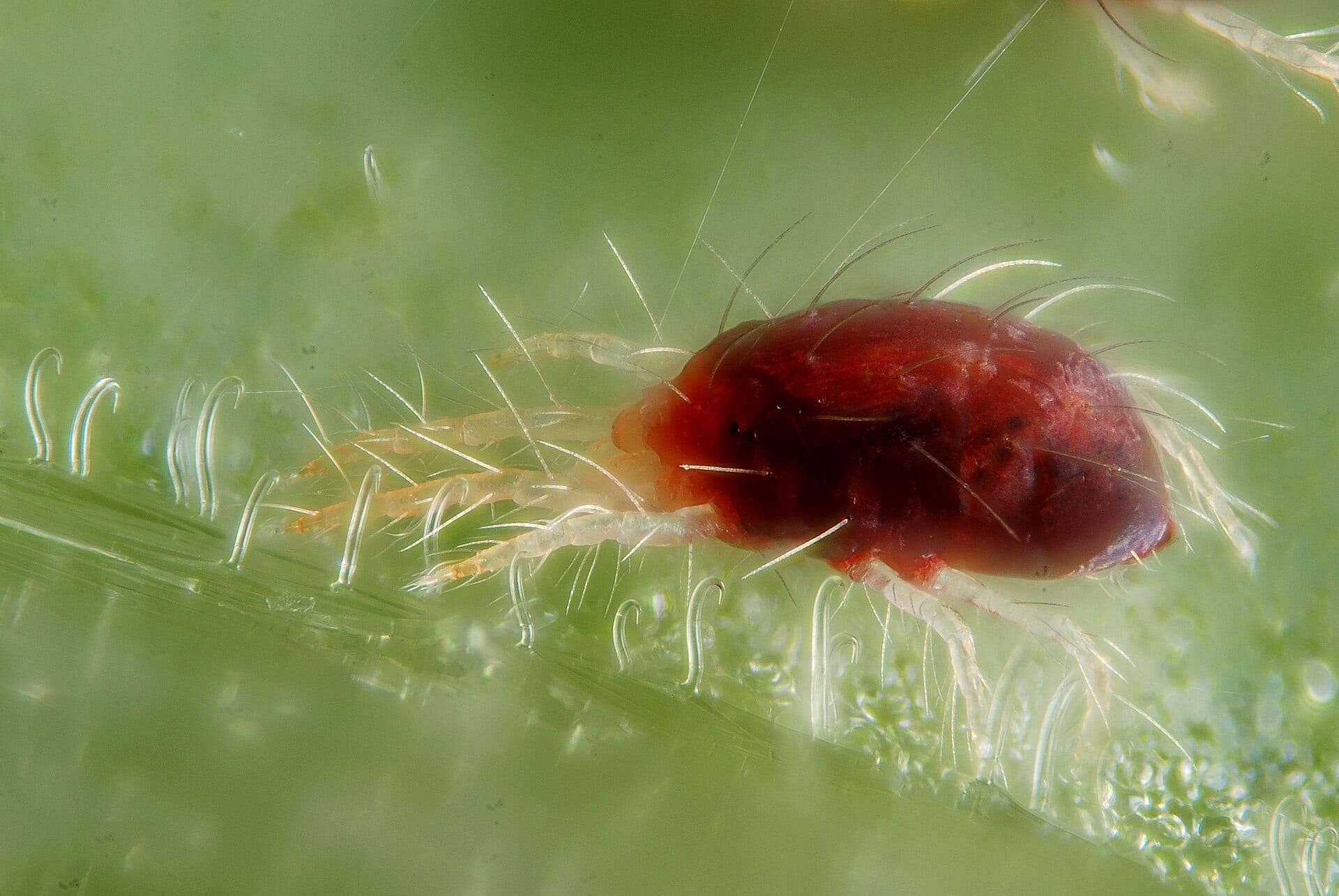 A two-spotted spider mite photographed far larger than life on a leaf surface, a rounded dark red body on eight pale legs, with a single strand of silk running away from it