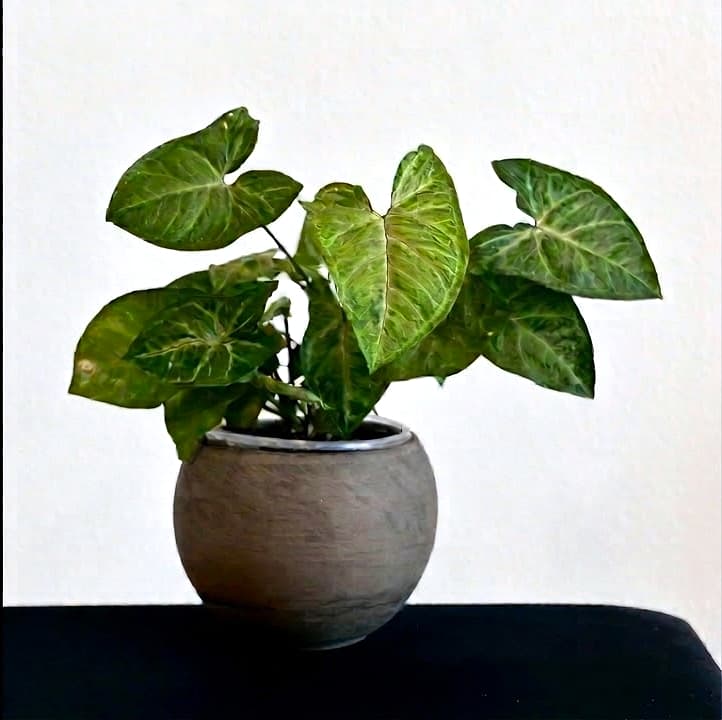 The same round stone pot holding an upright arrowhead vine in full, deep green leaf