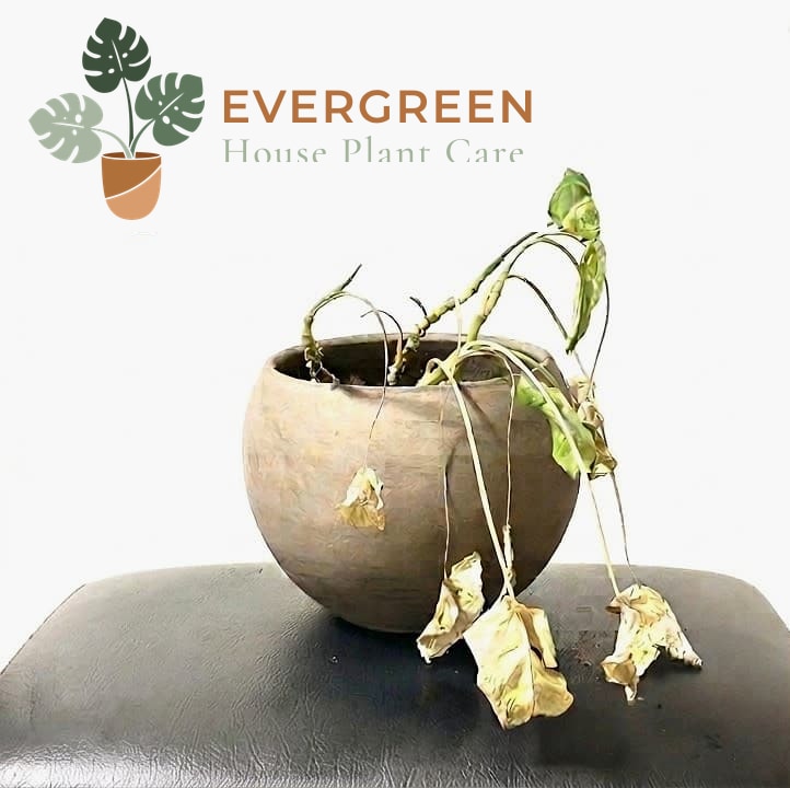 An arrowhead vine collapsed over the rim of a round stone pot, every leaf dried to papery straw